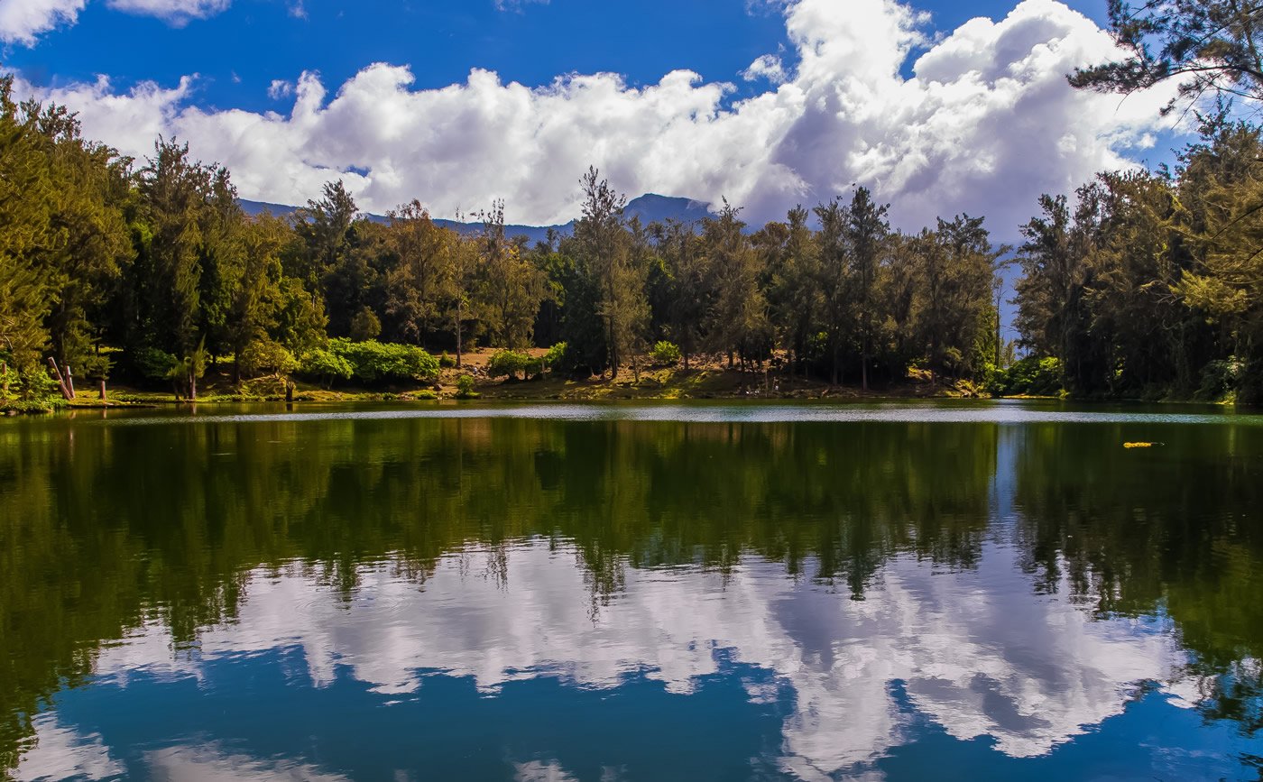reflets de la mare  poules d'eau