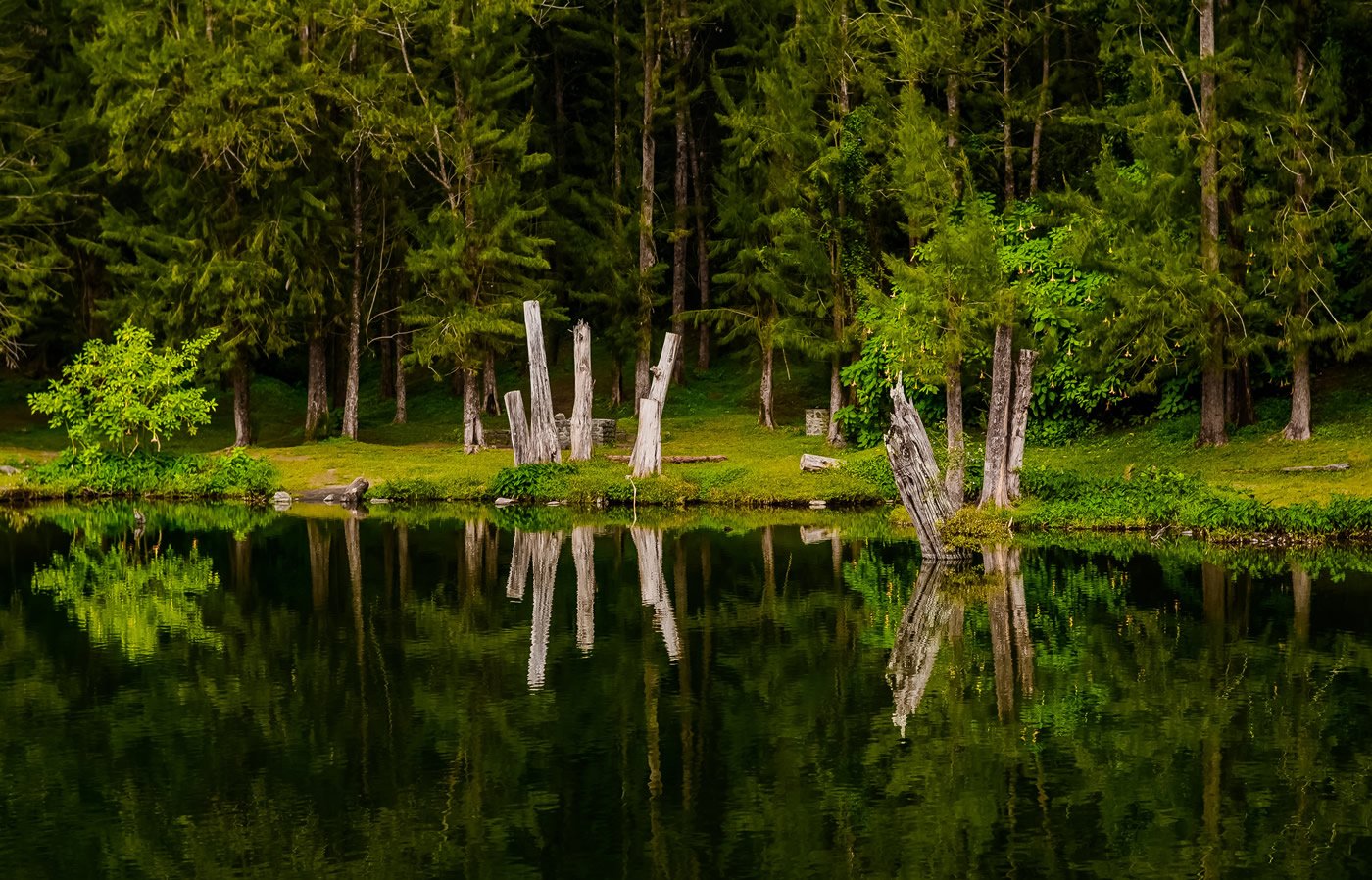 reflets de la mare poules d'eau