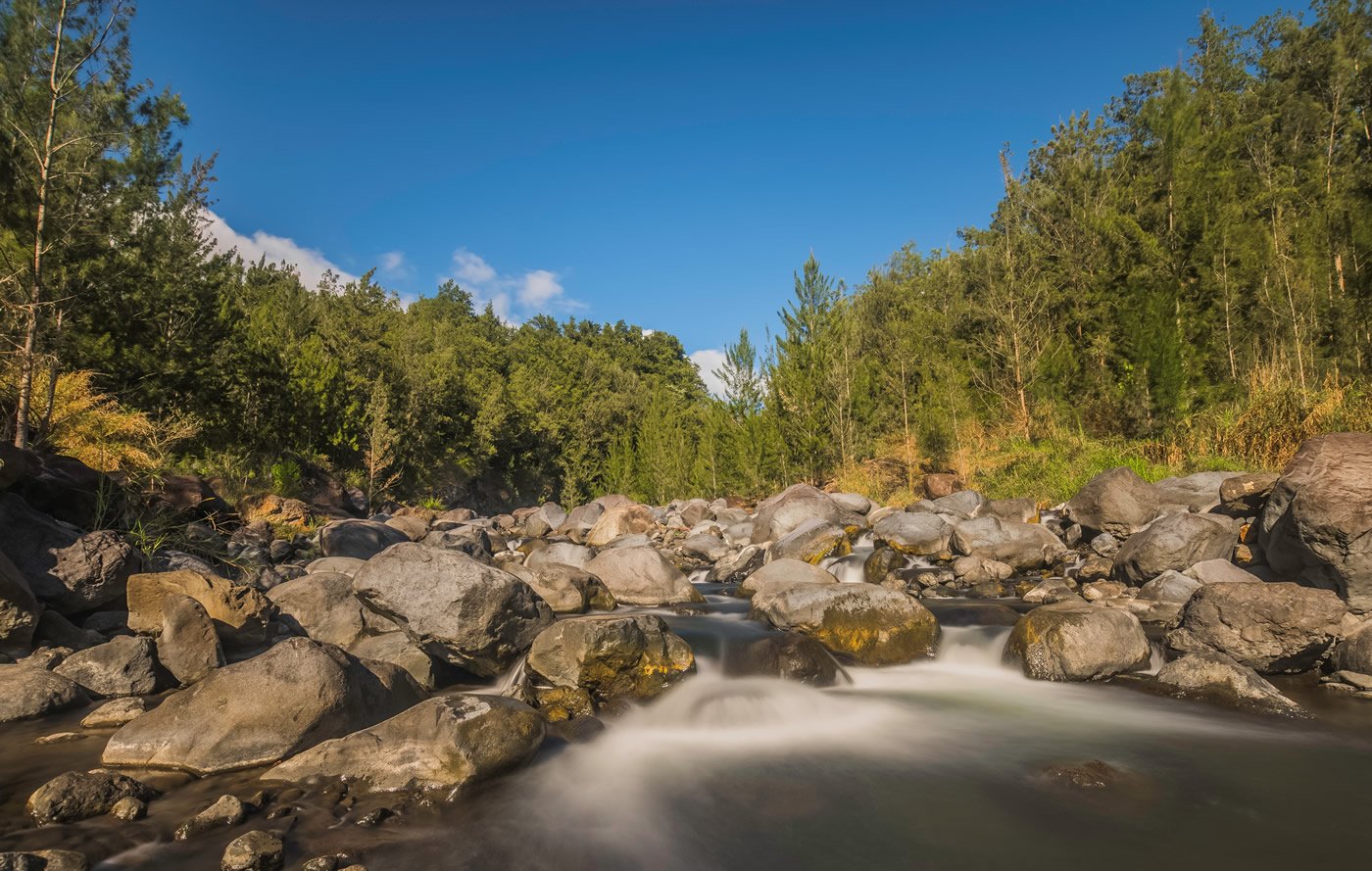 rivière fleurs jaunes