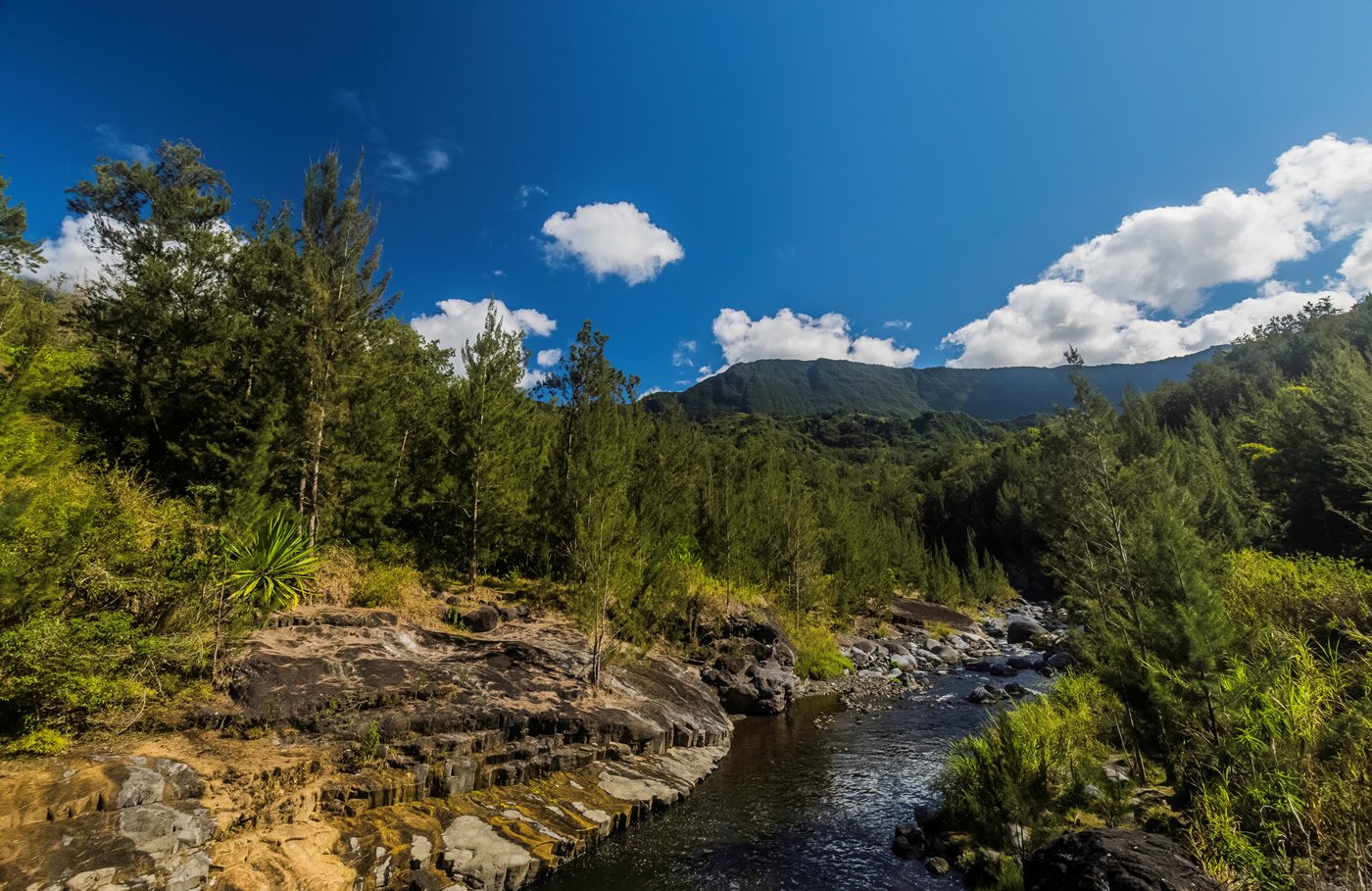rivière fleurs jaunes